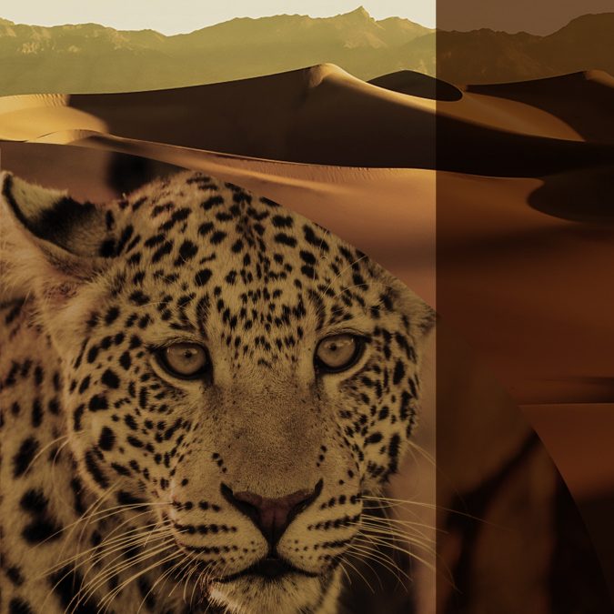 Sahara 2019